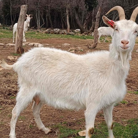 bez imena - slika
