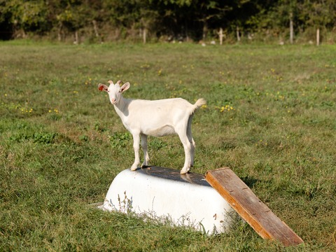 Roškica - slika