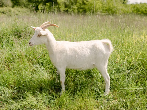 Rita - slika