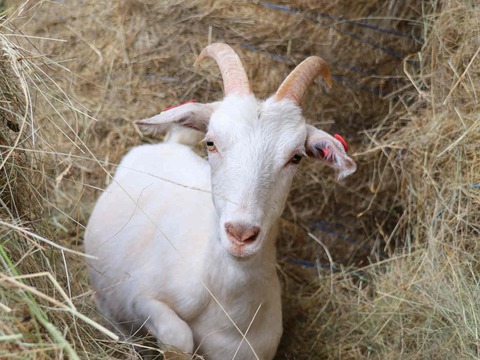 bez imena - slika