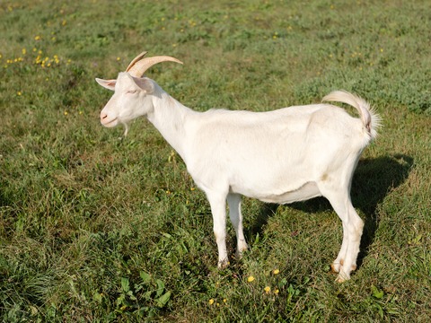 Roška - slika