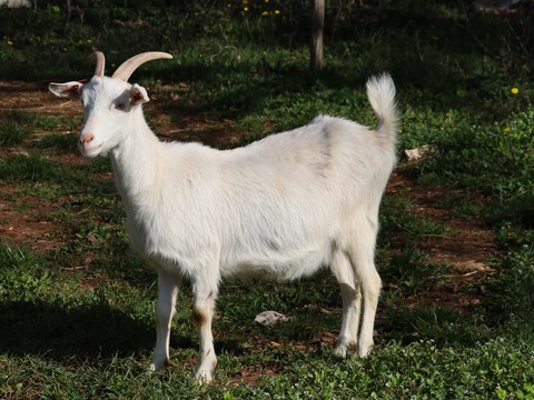 bez imena - image