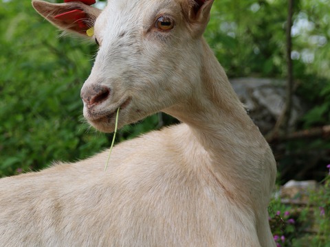 bez imena - foto