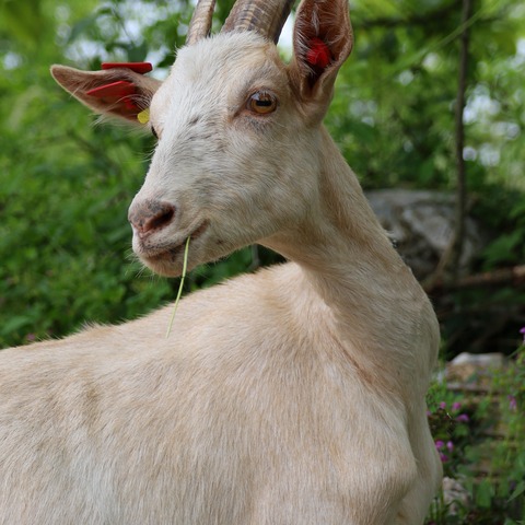 bez imena - foto