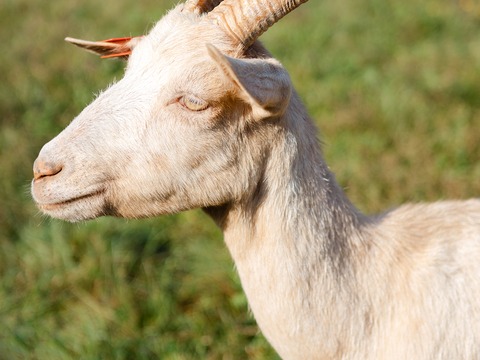 Maza - slika