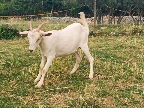 bez imena - slika