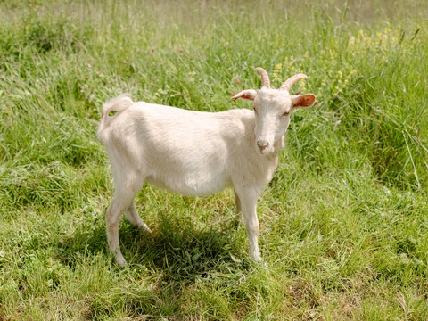 Foška - slika