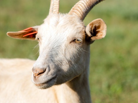 Maza - slika