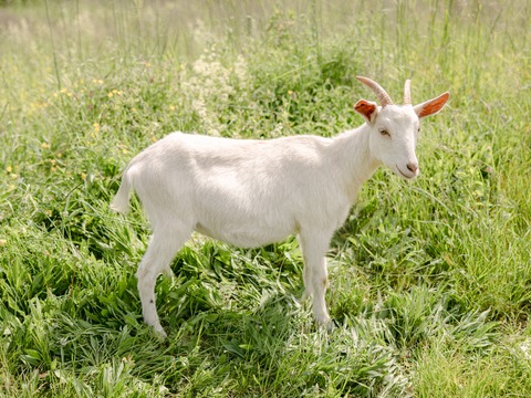 Zora - slika