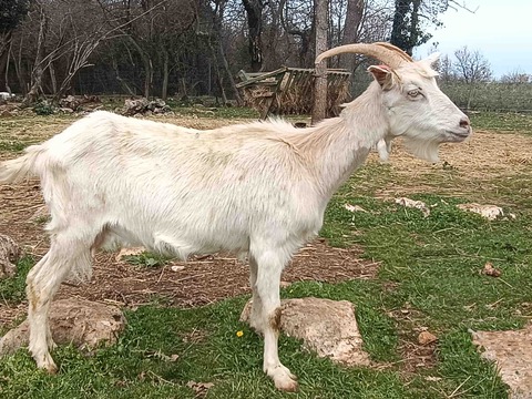 bez imena - slika