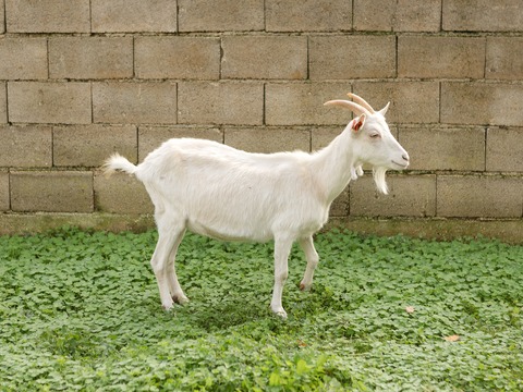 Kokola - slika