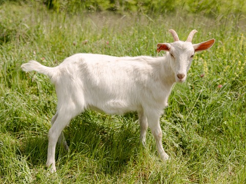 Keci - image