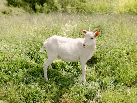 Zora - slika