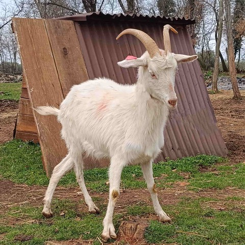 bez imena - foto