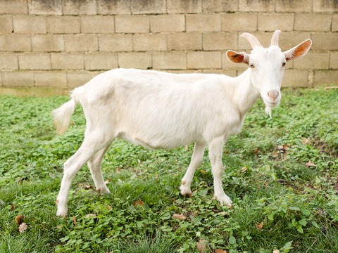 Sedmica - slika