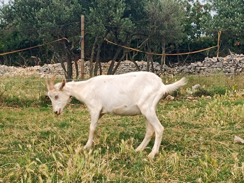 bez imena - slika