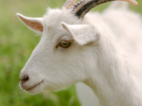 Šefika - slika