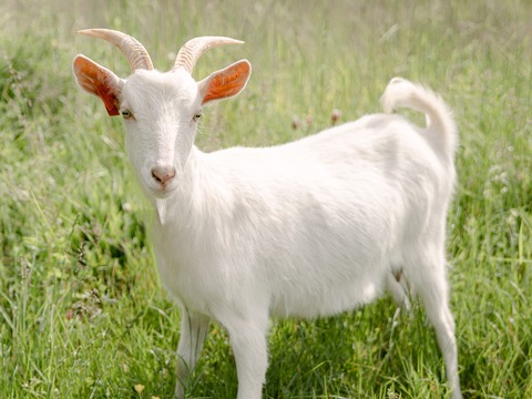 Roža - slika