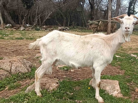 bez imena - slika