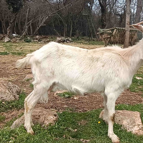 bez imena - slika