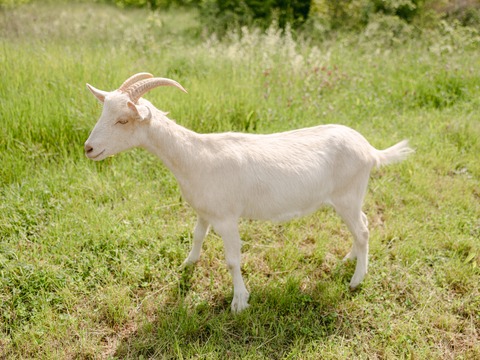 Delma - slika