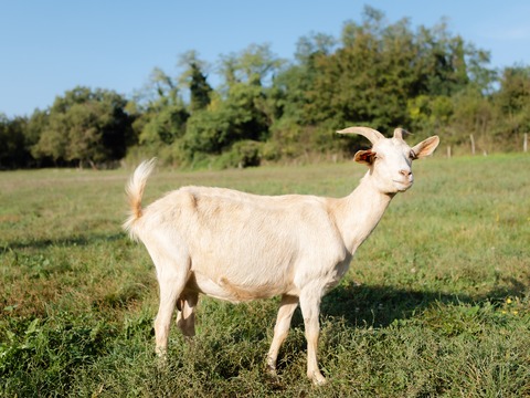 Maza - slika