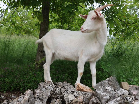 bez imena - slika