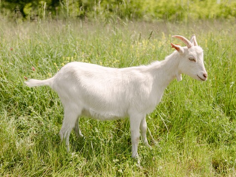Lili - slika