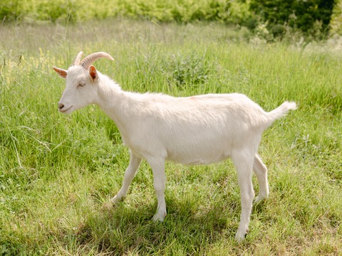 Nina - slika