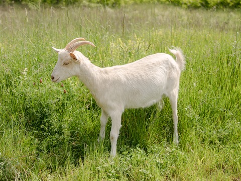 Delma - slika