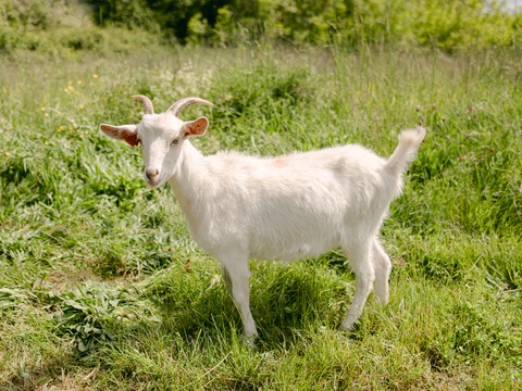 Šefika - slika