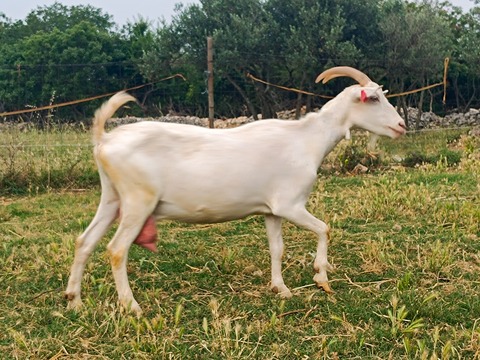 bez imena - foto