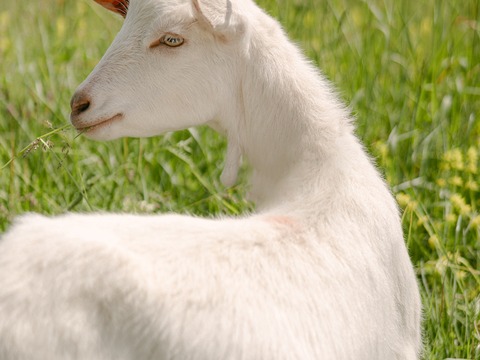 Lili - slika