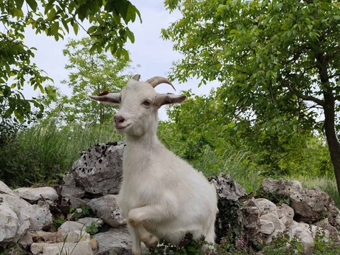 bez imena - slika