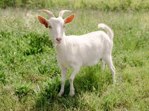 Roža - slika