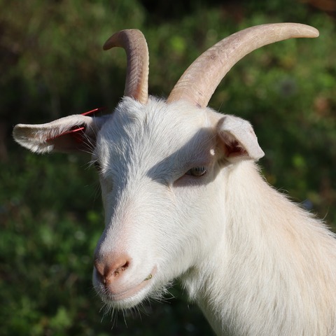 bez imena - image