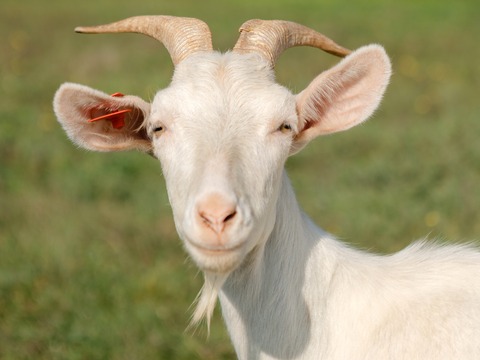 Roška - slika