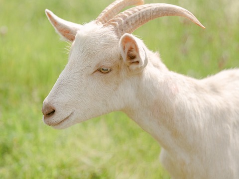 Delma - slika