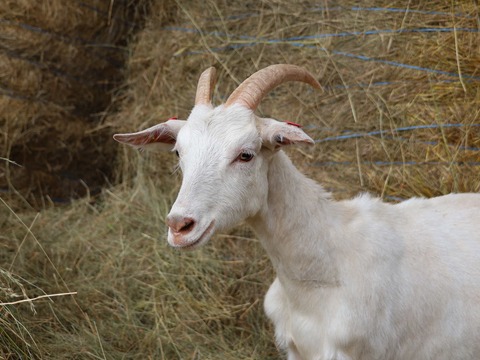 bez imena - slika