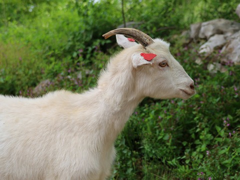 bez imena - slika