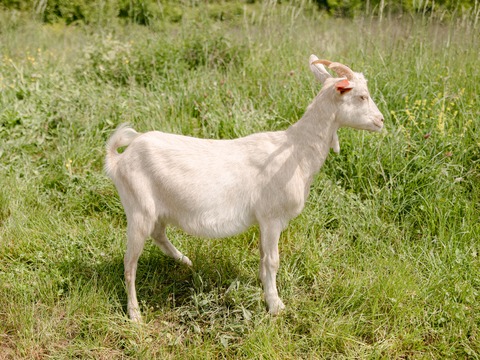 Foška - slika
