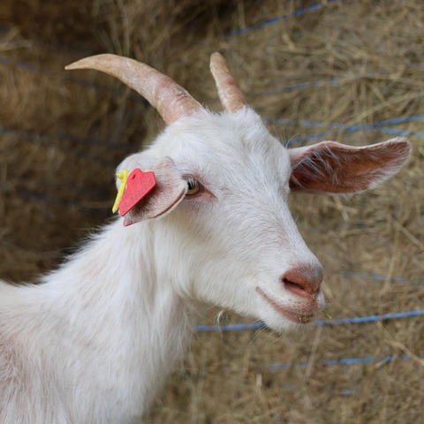 bez imena - slika