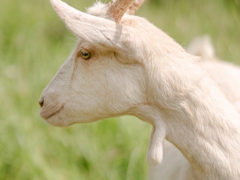 Foška - slika