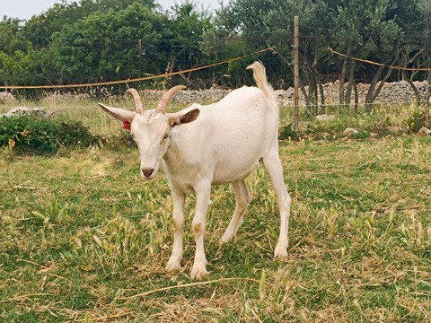 bez imena - slika