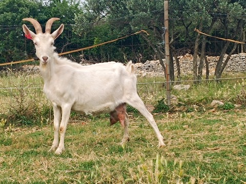 bez imena - slika