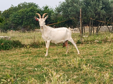 bez imena - slika