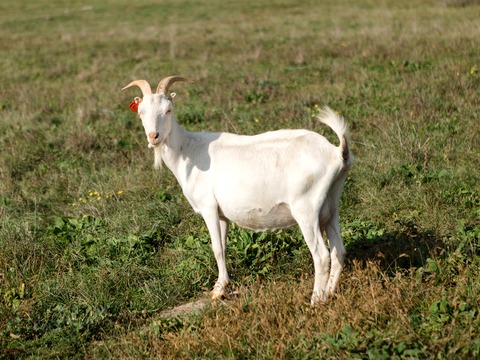 Keka - slika
