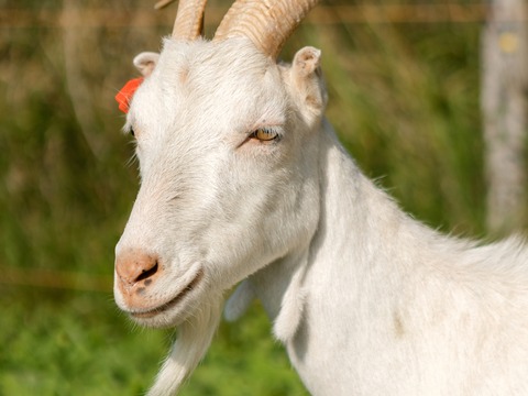 Keka - slika