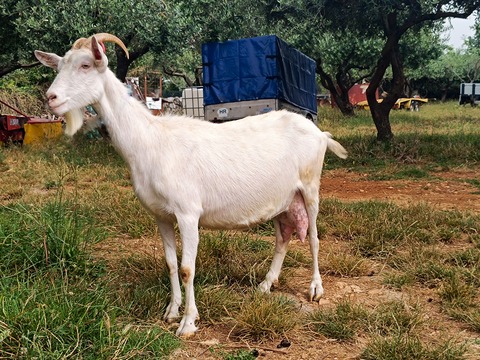 bez imena - image