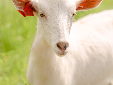 Nina - slika
